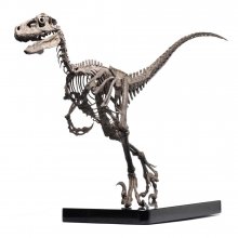 Jurassic Park Socha 1/4 Raptor Skeleton Bronze 46 cm